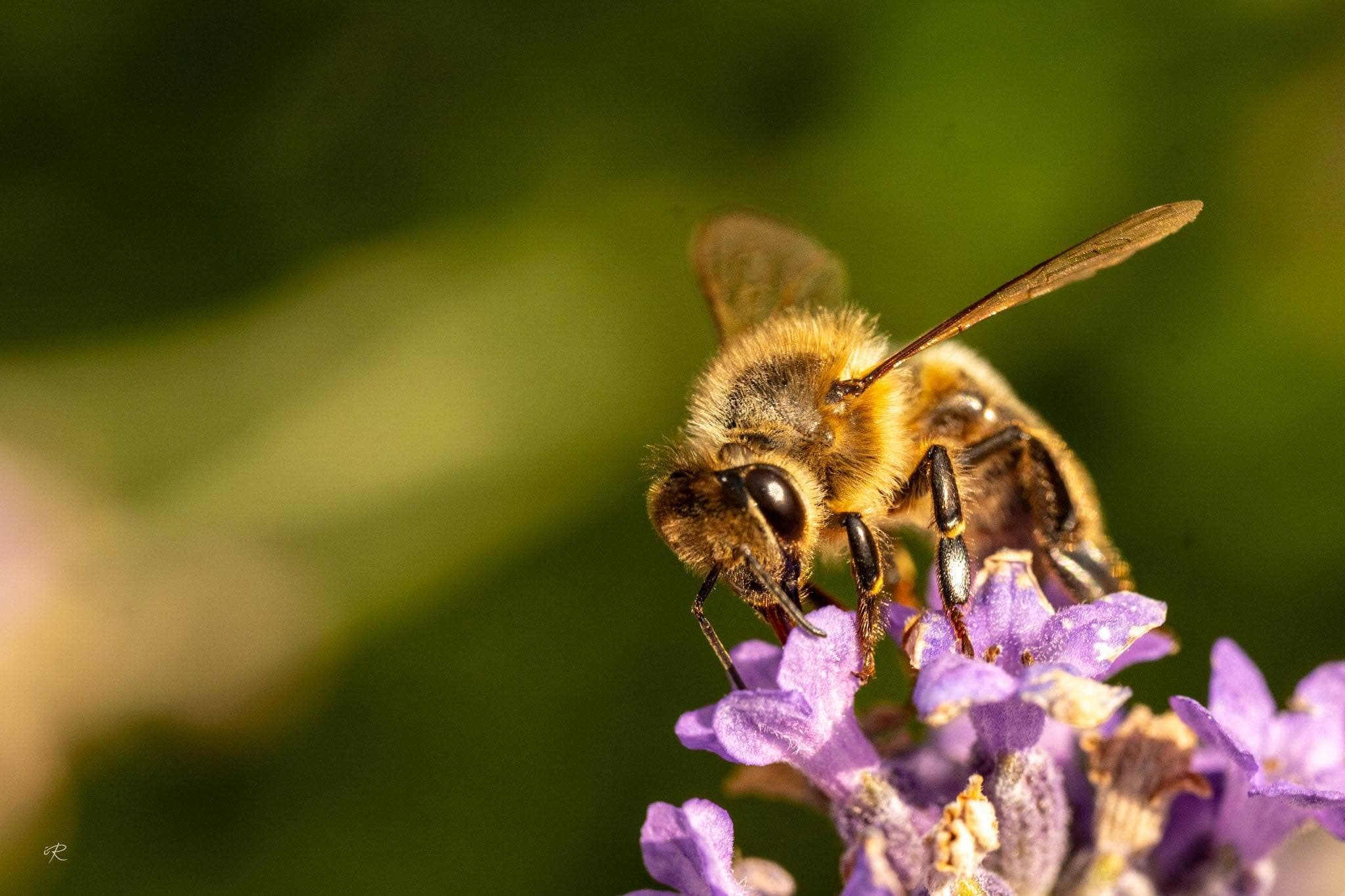 Macro van een bij op lavendel