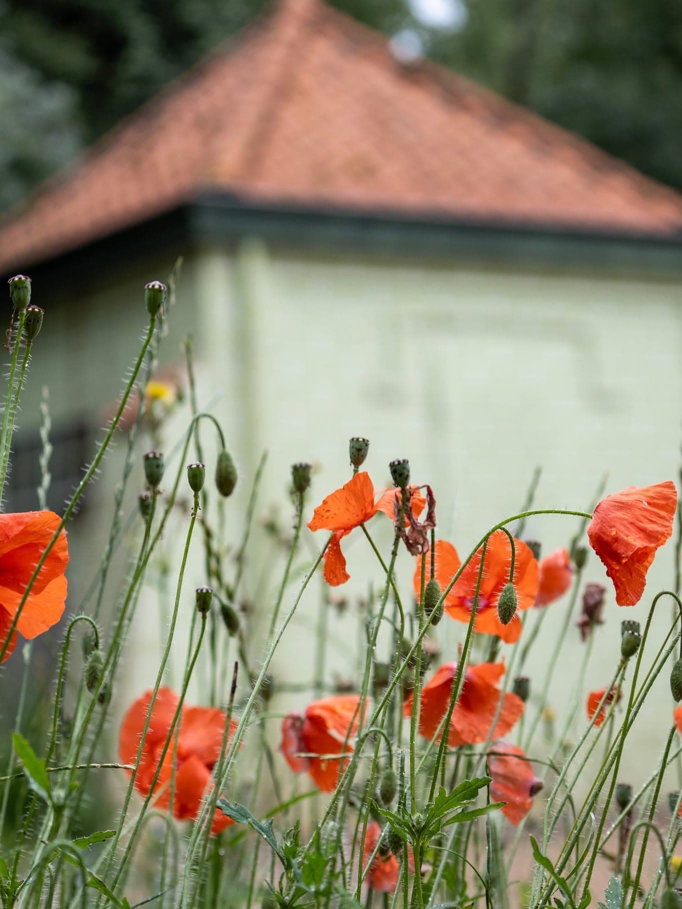 Klaprozen voor een oud tuinhuis